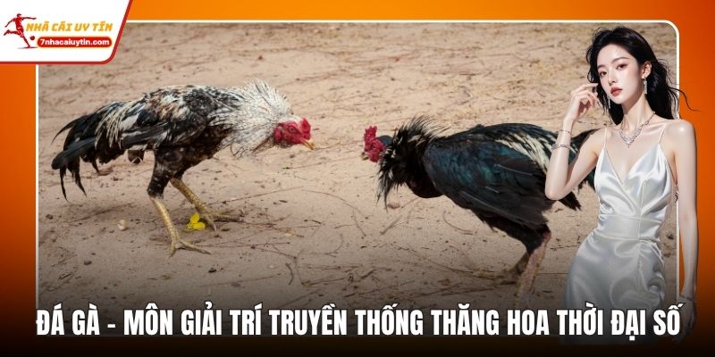 Đá Gà – Môn Giải Trí Truyền Thống Thăng Hoa Thời Đại Số 4 Đá Gà