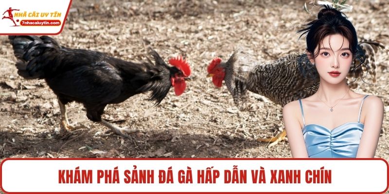 Khám phá sảnh đá gà hấp dẫn và xanh chín