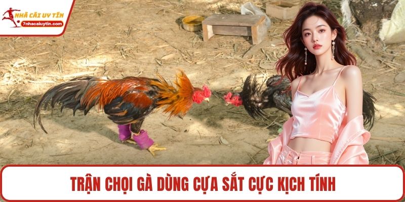 Đá Gà – Môn Giải Trí Truyền Thống Thăng Hoa Thời Đại Số 3 Trận chọi gà dùng cựa sắt cực kịch tính